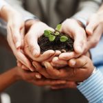 Group hands holding small green seedling in soil